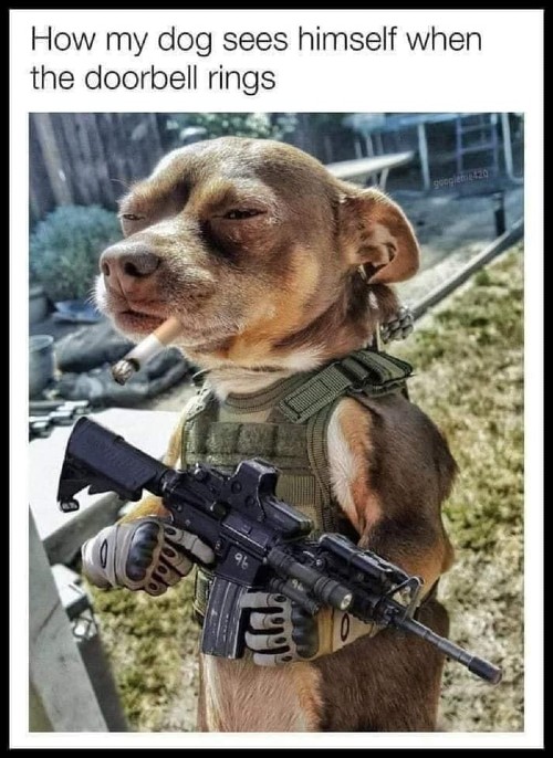 Guard dog.jpg